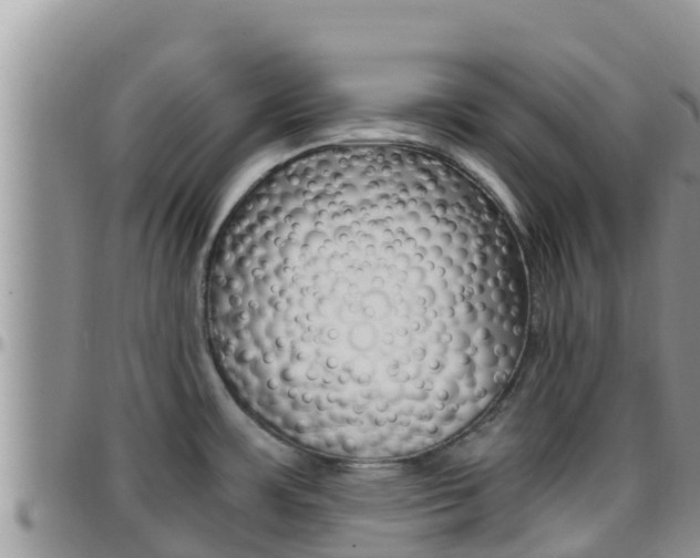 X0000096201483200801181020