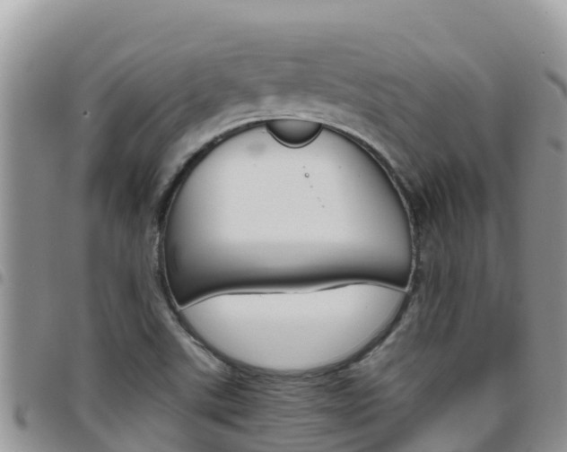X0000096201507200801181019
