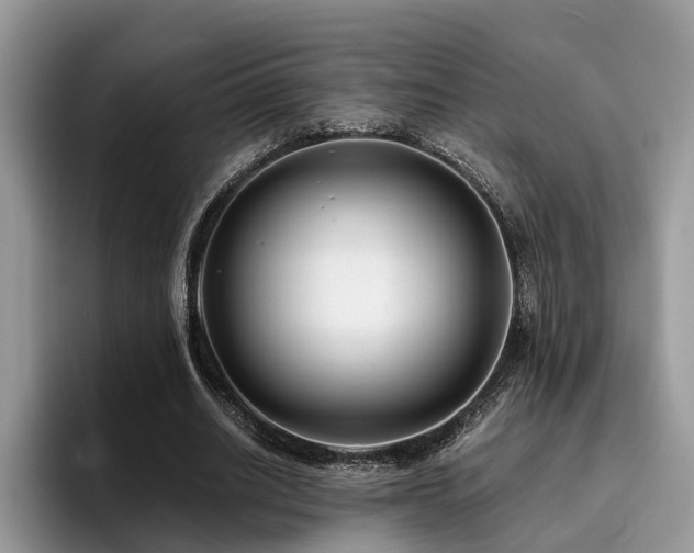 X0000096200630200801181341