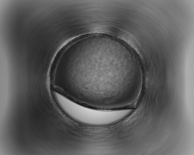 X0000096201024200801181337