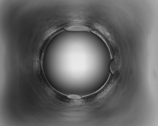 X0000096201453200801181331