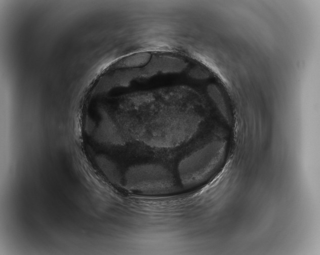X0000096201455200801181331