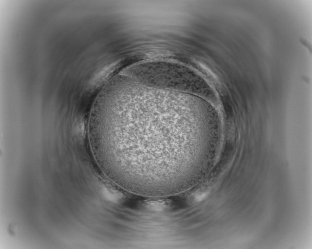 X0000096200405200801251017