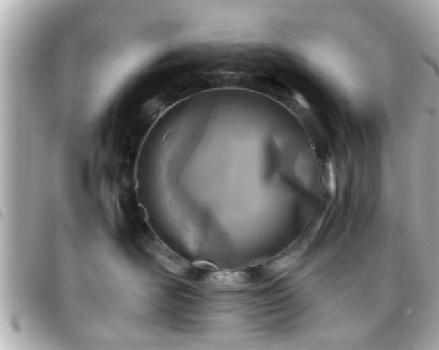 X0000096200526200801251015