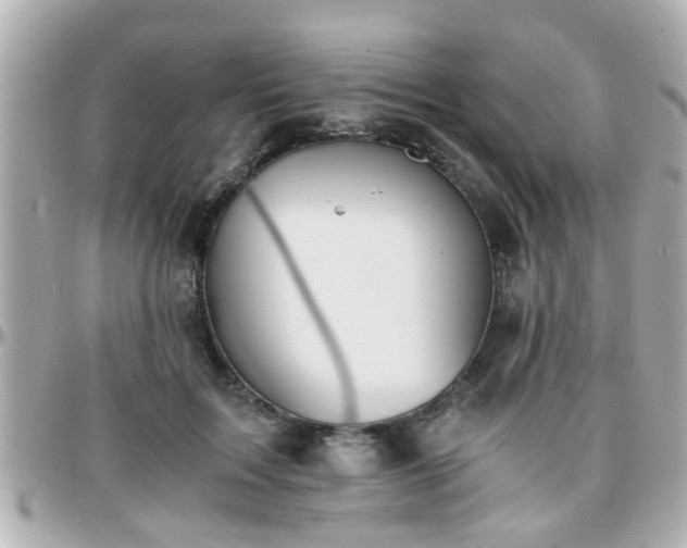 X0000096200603200801251014