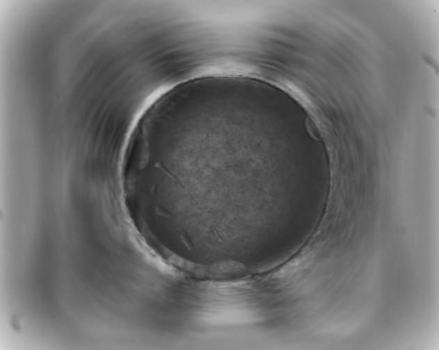 X0000096200864200801251011