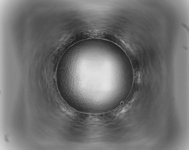 X0000096200913200801251009