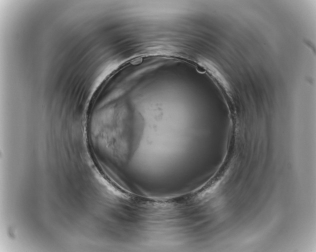 X0000096200941200801251009