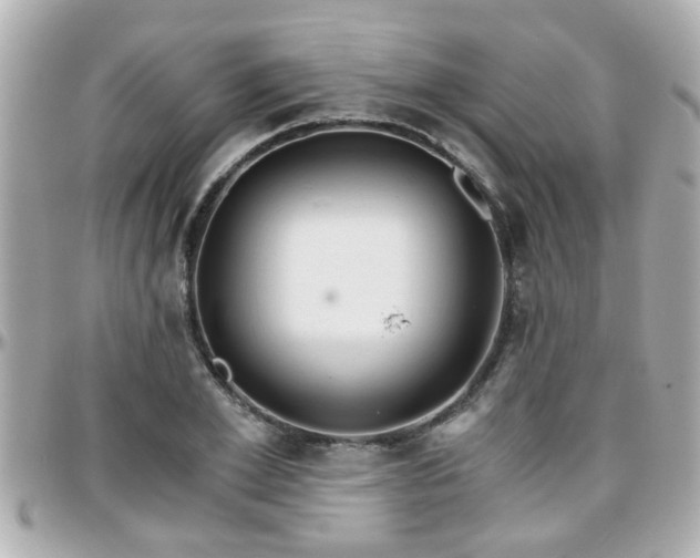 X0000096200981200801251009