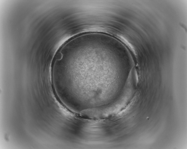 X0000096200988200801251009