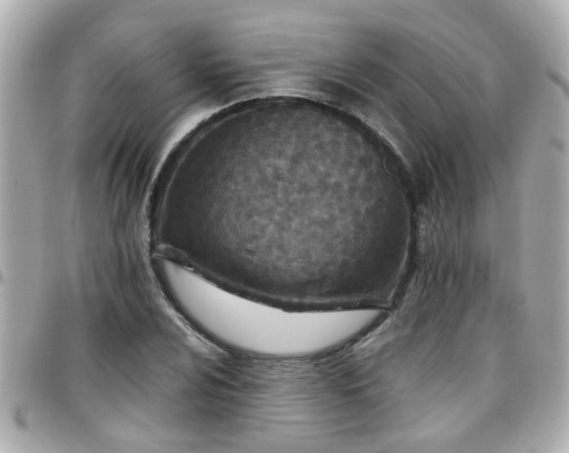 X0000096201024200801251008