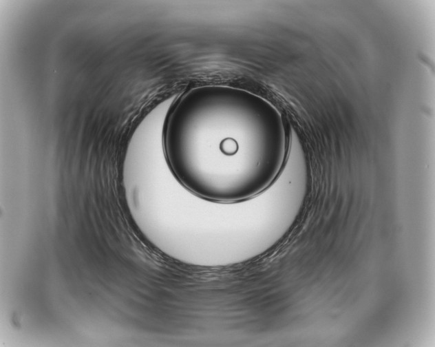 X0000096201108200801251006