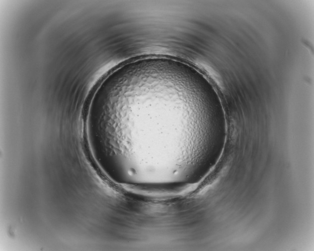 X0000096201125200801251007