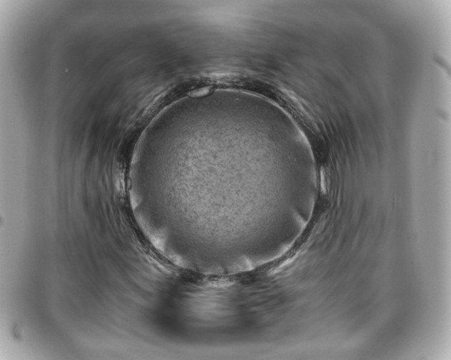 X0000096201155200801251006