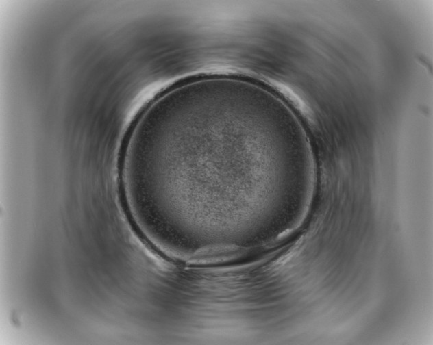 X0000096201327200801251004