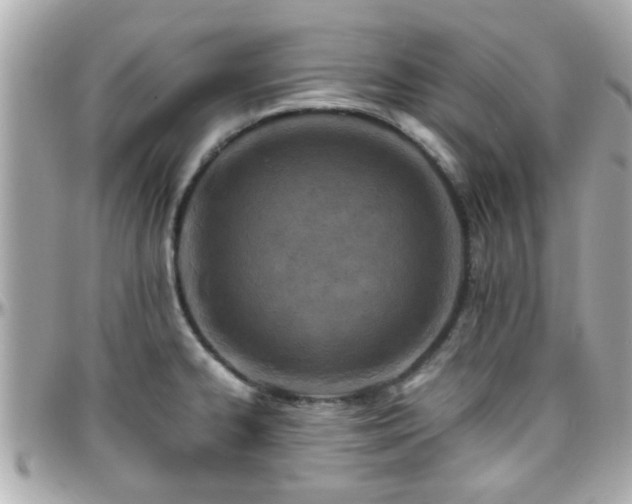 X0000096201334200801251004
