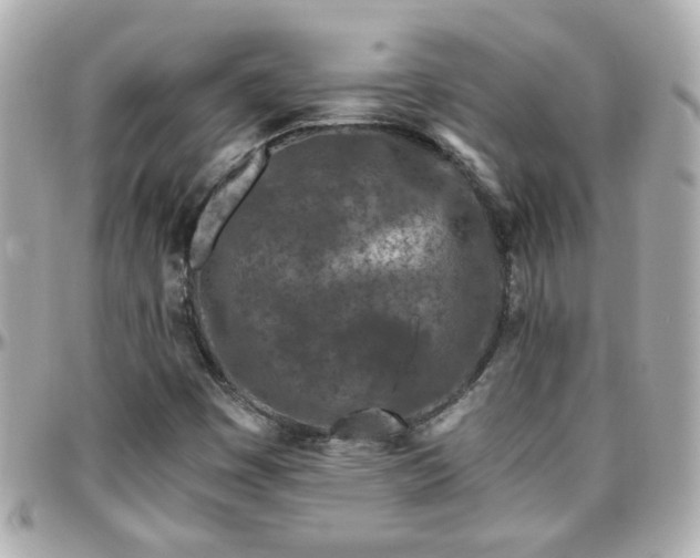 X0000096201449200801251002