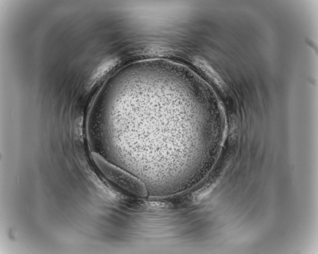 X0000096200585200802011301