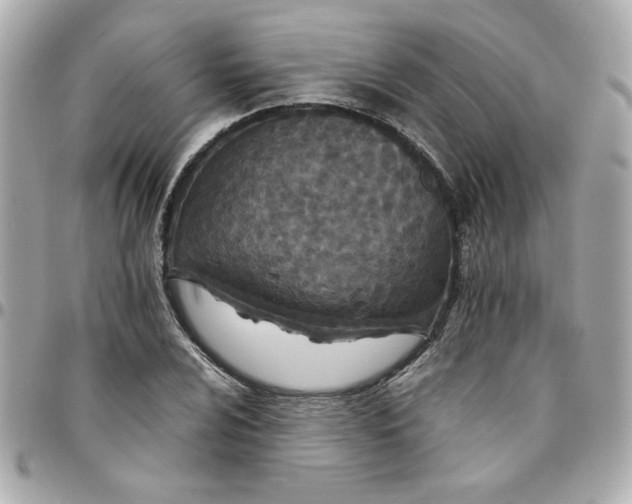 X0000096201024200802011255