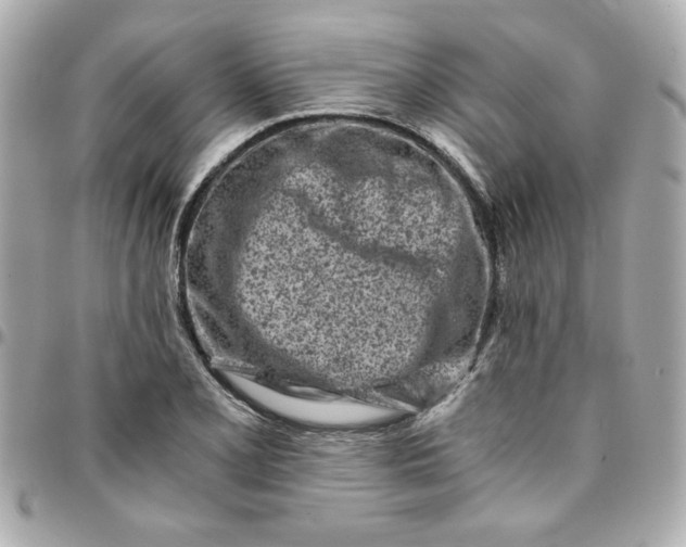 X0000096201077200802011254