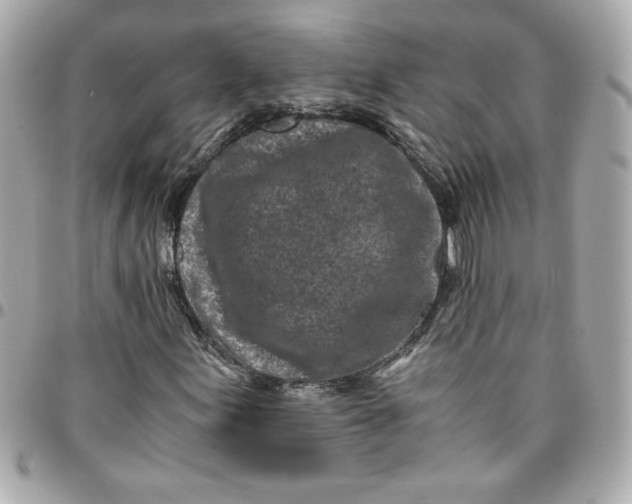 X0000096201155200802011253