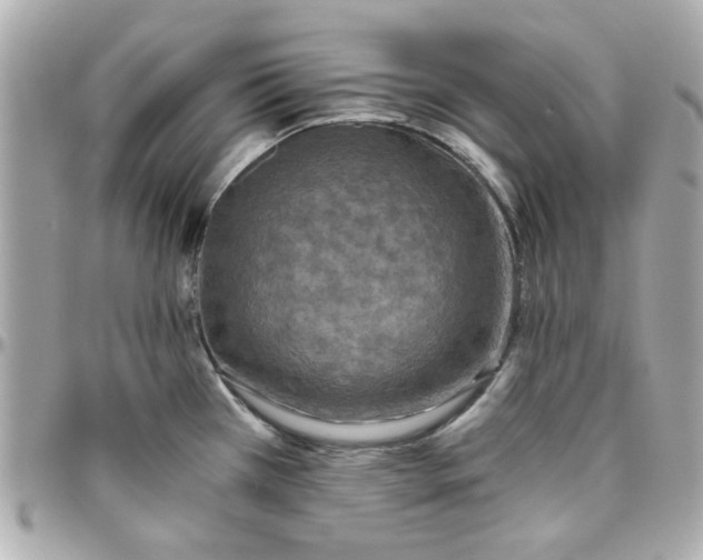 X0000096201385200802011250