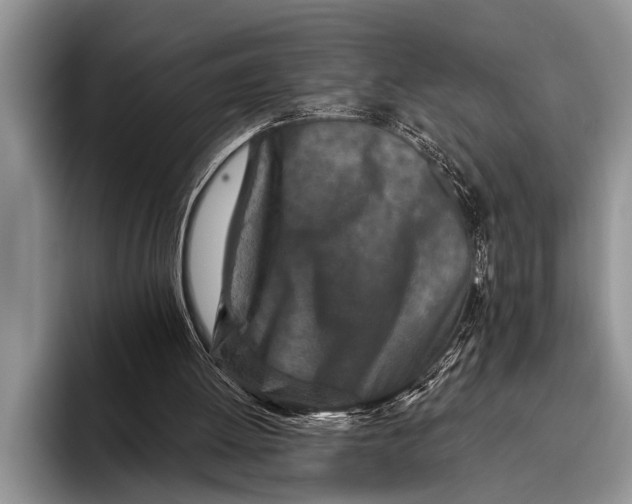 X0000096200052200802081548