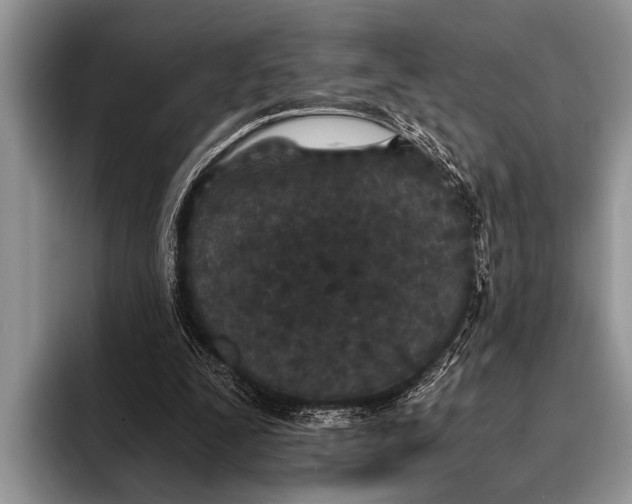 X0000096200295200802081546