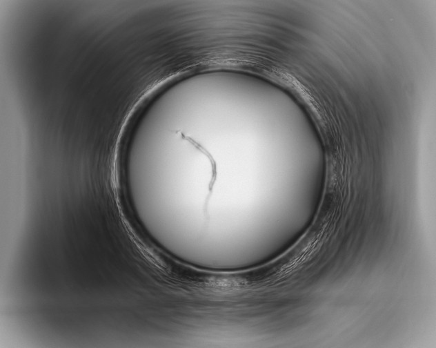 X0000096200795200802081539