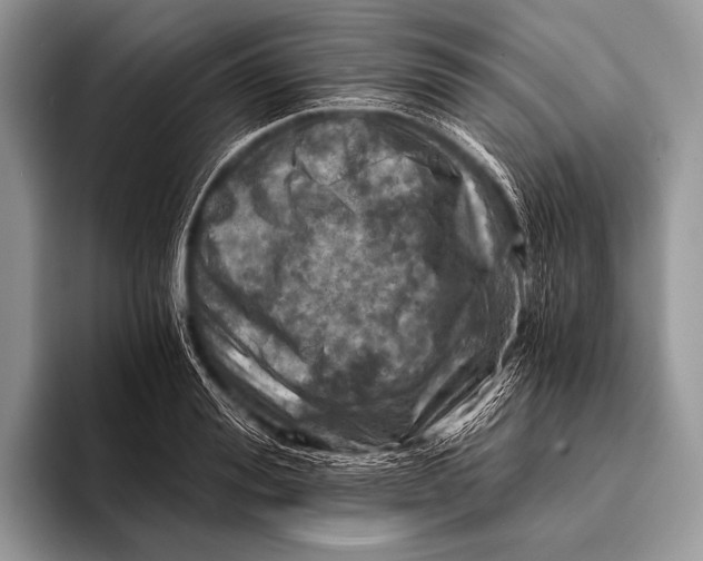 X0000096200988200802081536