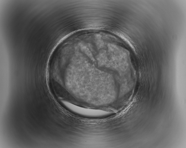 X0000096201077200802081535