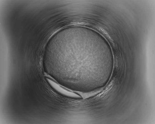 X0000096201369200802081531