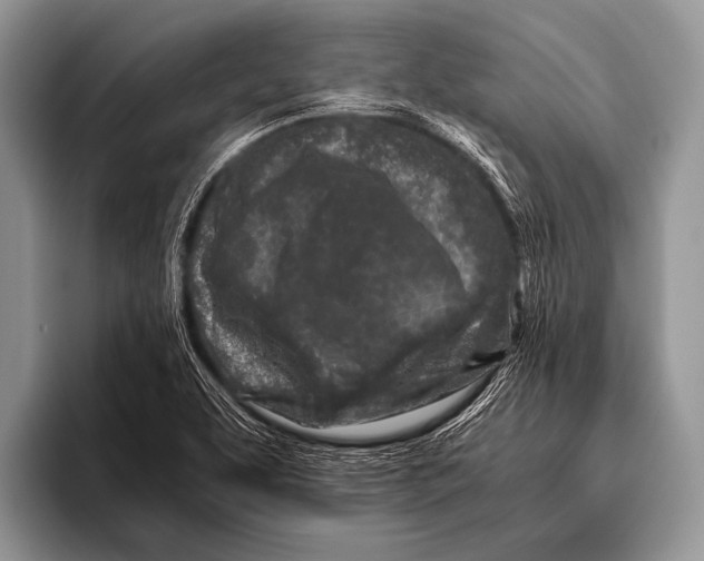 X0000096201463200802081530