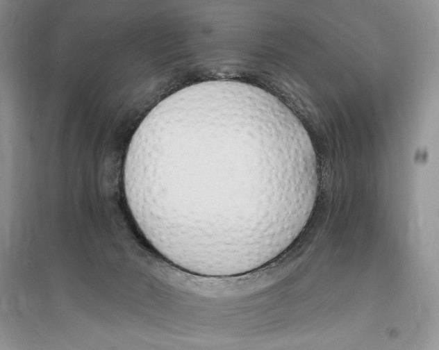 X0000096200030200802151535