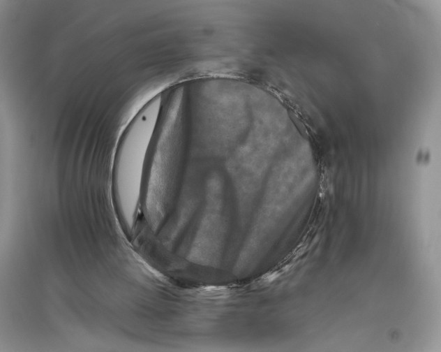 X0000096200052200802151534