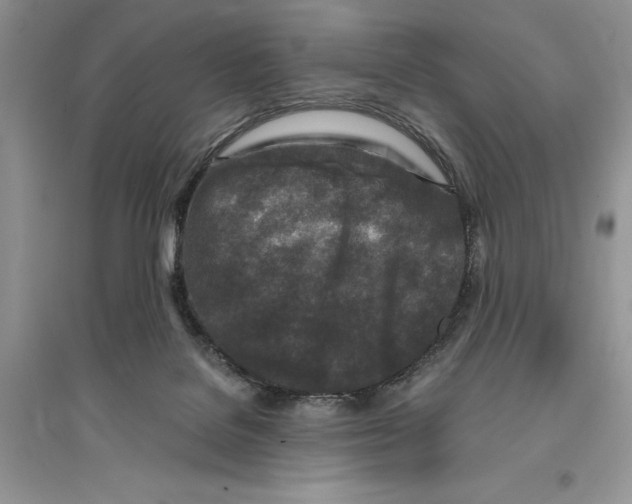 X0000096200076200802151535