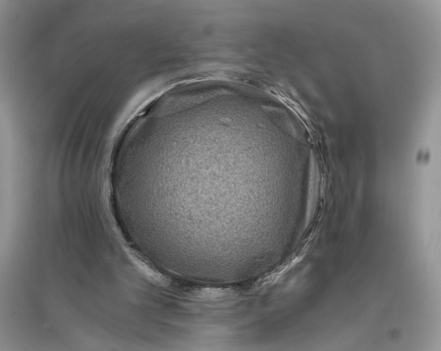 X0000096200101200802151534