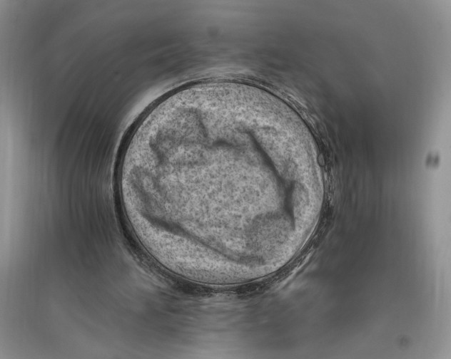 X0000096200196200802151533