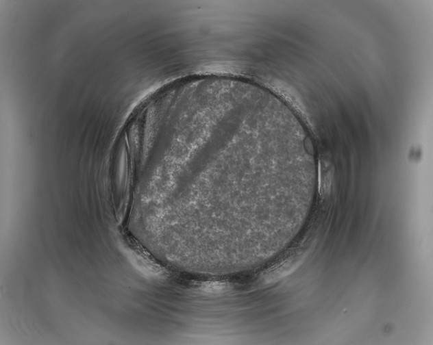 X0000096200204200802151533