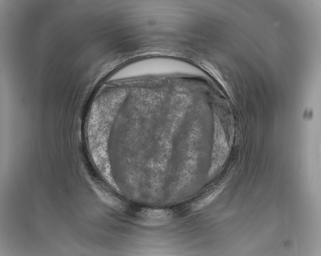 X0000096200205200802151533