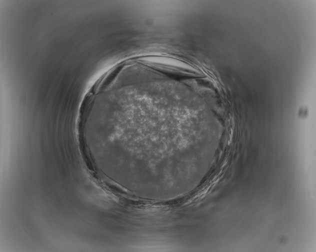 X0000096200292200802151532