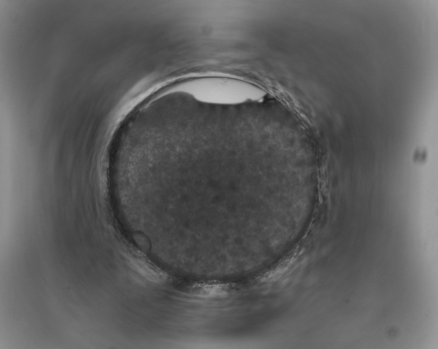 X0000096200295200802151532