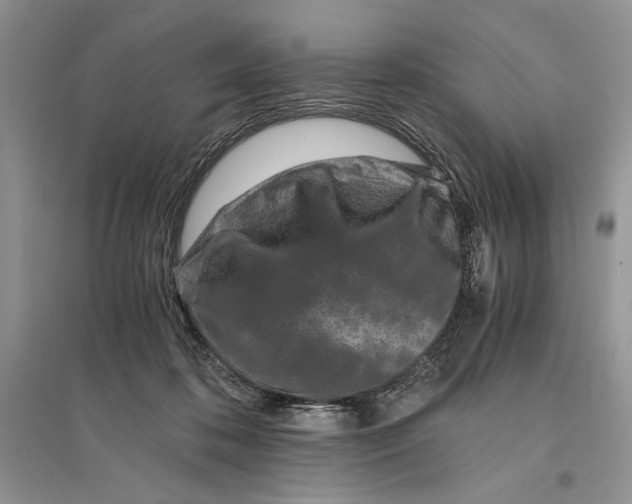 X0000096200316200802151531