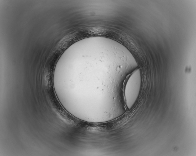 X0000096200408200802151530