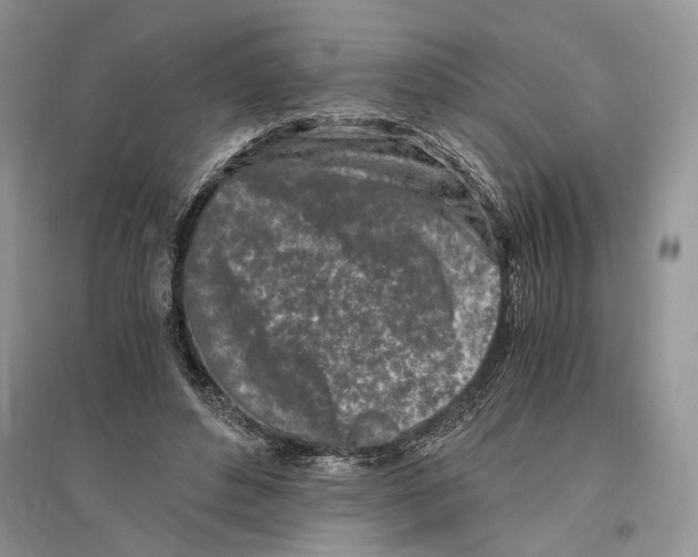 X0000096200496200802151529