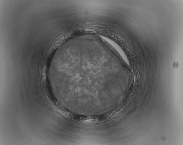 X0000096200504200802151529