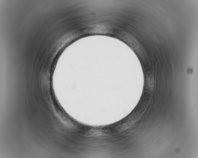 X0000096200534200802151528