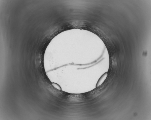 X0000096200567200802151528