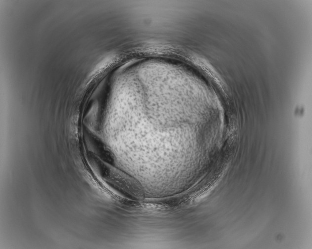 X0000096200585200802151527