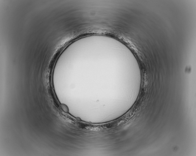 X0000096200679200802151526